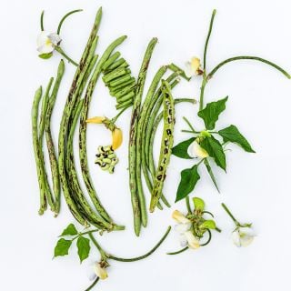 Thai Soldier Long Beans with foliage and blooms arranged on a white background.