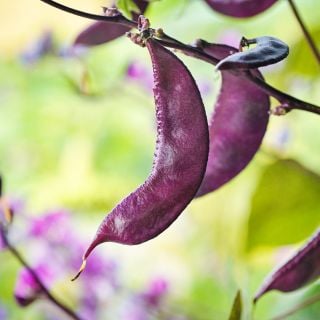 A close-up of Moonshadow Hyacinth Beans growing in the tile garden by the  Baker Creek Seed Store.