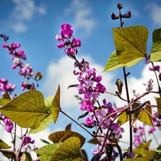Moonshadow Hyacinth Beans and blooms against a bright blue Missouri sky.