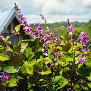 Moonshadow Hyacinth Beans growing in the gardens at Baker Creek with the Ozark hills in the background.