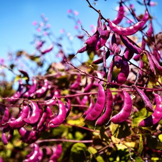An abundance of Moonshadow Hyacinth Beans growing on the farm at Baker Creek in Mansfield, Missouri.