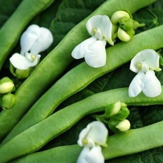 A macro close-up of Old Homestead Beans (Kentucky Wonder Pole) with delicate white blooms.