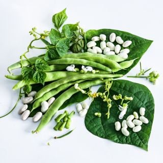 Fresh and dried Old Homestead Beans (Kentucky Wonder Pole) with foliage and blooms on a white background.