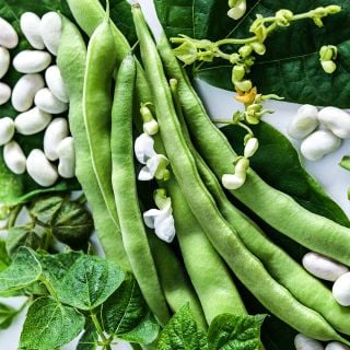 A close-up of Old Homestead Beans (Kentucky Wonder Pole) with foliage and blooms.