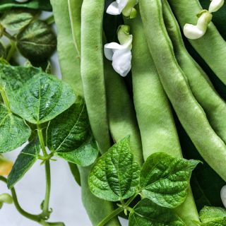 A close-up of Old Homestead Beans (Kentucky Wonder Pole) with foliage and blooms on a white background.