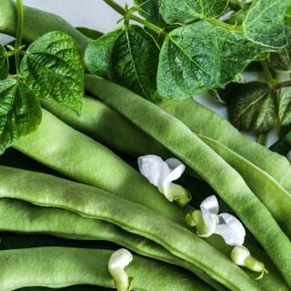 A close-up of A close-up of Old Homestead Beans (Kentucky Wonder Pole) with foliage and blooms.