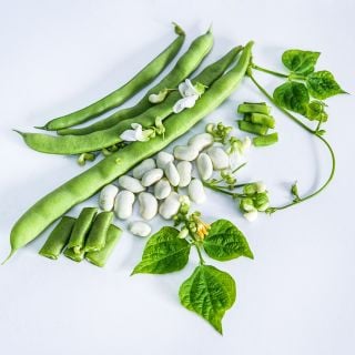 Old Homestead Beans (Kentucky Wonder Pole)  with vines, foliage, blooms and dried beans on white.