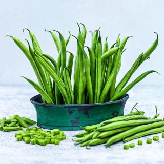 Opera Beans in an arrangement in a rustic green container on a light grey background.