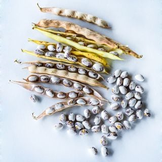 Papa De Rola Beans in dried pods and loose arranged on a white background.