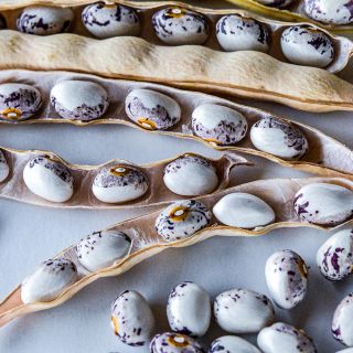 Close-up of dried pods with Papa De Rola Beans inside on a light background.