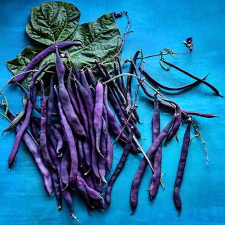 Purple Podded Pole Beans arranged with foliage on blue background.