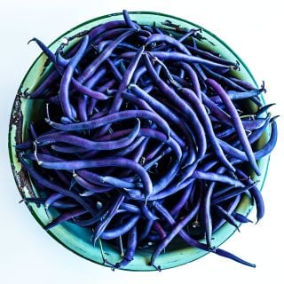 A large green bowl full of freshly harvested Purple Teepee Beans.