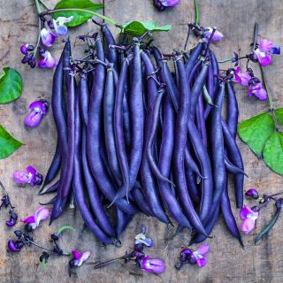 Purple Teepee Beans with pink blooms and foliage on wooden background.