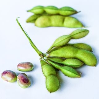 A close-up view of a cluster of Tankuro Soybeans with fresh beans and pds on a white background.