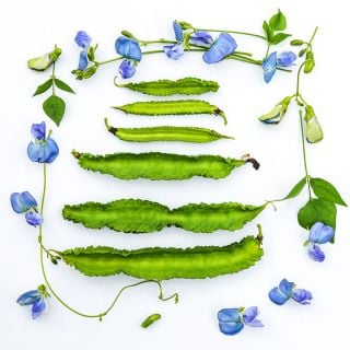 A line of Urizun Japanese Winged Beans surrounded by blue blooms on a white background.