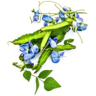 Urizun Japanese Winged Beans Arranged with blooms and foliage.