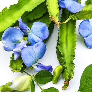 A close-up macro view of Urizun Japanese Winged Beans with blue blooms.