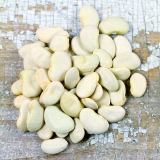 Dried white King of the Garden Lima Beans on white washed wooden background.