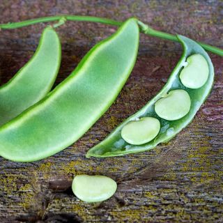 King of the Garden Lima Beans in green pods on rustic wooden background.
