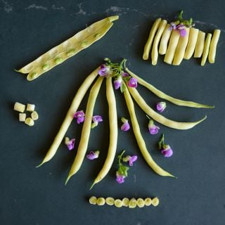 Cut and whole Beurre De Rocquencourt Beans with blooms on a dark background,