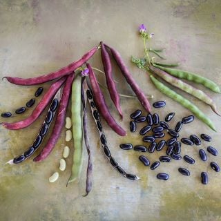 Cherokee Trail of Tears Beans in varying stages of maturity.