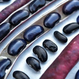 A close-up of Cherokee Trail of Tears Beans arranged on awhite background.