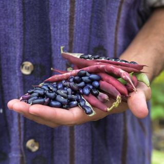 Cherokee Trail of Tears Beans with pods in hand