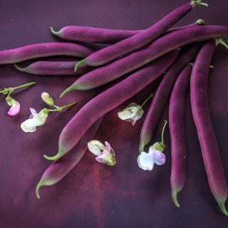 Red Swan Bush Beans on purple background with blossoms