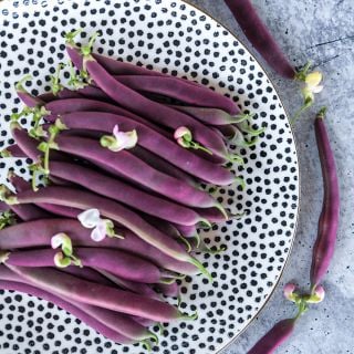 Red Swan Bush Beans on dotted plate
