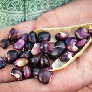 Close-up Succotash Beans