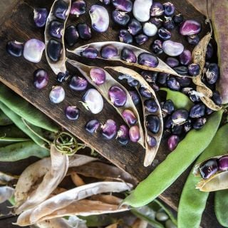 Succotash Beans in dried and fresh pods