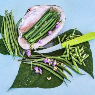 Cooked Nautica Dwarf Beans in an abalone shell with cut and whole frresh beans on a light blue background.