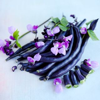 A close-up macro view of Purple Teepee Beans with pink blooms.