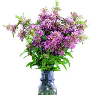 Lemon Bee Balm arranged in glass vase against a white background.