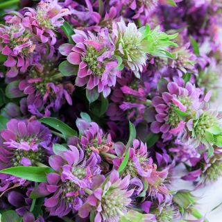 A close-up detail of Lemon Bee Balm flowers.