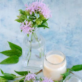 Wild Bergamot Bee Balm blooms and milk on a blue background.