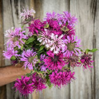 Spielarten Mix Bee Balm being held in front of wooden outer wall.
