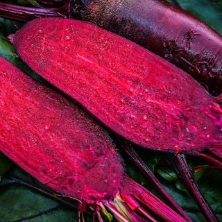 An extreme close-up view of sliced and whole Renova Beets.
