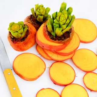 A closer view of Wintersonne Beet slices and a yellow handled knife.