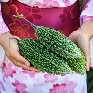A woman in traditional Japanese dress holding three Abashi Bitter Melons.