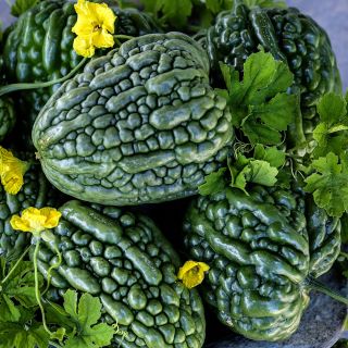 Close-up of Big Top Bitter Melons with yellow blooms and green leaves.
