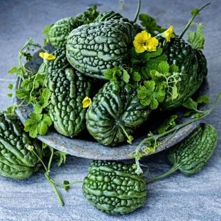 A bowl of Big Top Bitter Melons with vines and blooms sitting on a stone countertop.