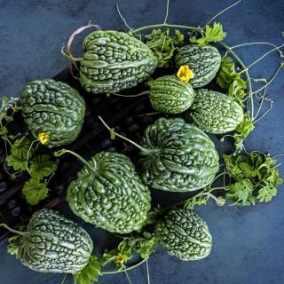 Big Top Bitter Melons arranged on a jade colored background with foliage and flowers.