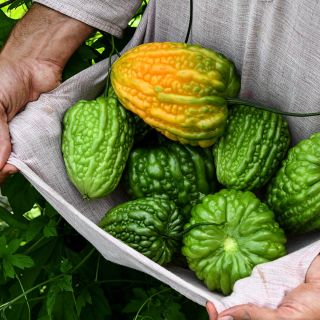 Gardener harvesting Big Top Bitter Melon in the greenhouse at Baker Creek.