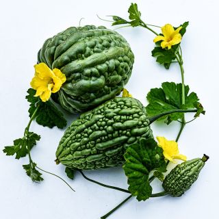 A close-up view of a couple of Big Top Bitter Melons with foliage and blooms.