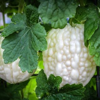 Pearl Goya Bitter Melon growing on the vine in the gardens at Baker Creek.
