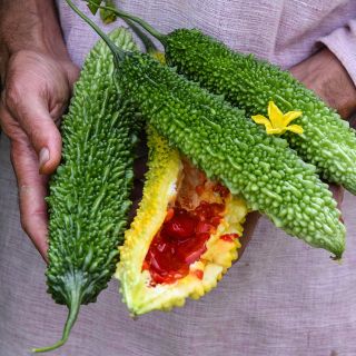 Ganjyu Bitter Melon halved