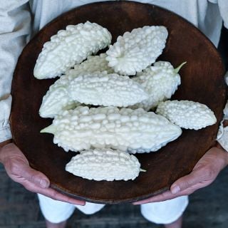 A man holding Jyunpaku Okinawan Pure White Bitter Melons in bowl.