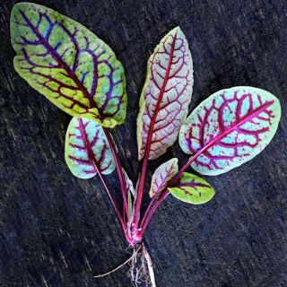 A young tender Bloody Dock Sorrel plant on a dark wooden background.