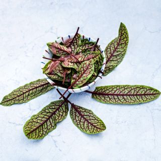 A Bloody Dock Sorrel salad with raspberry vinegrette dressing surrounded by leaves on a white background.